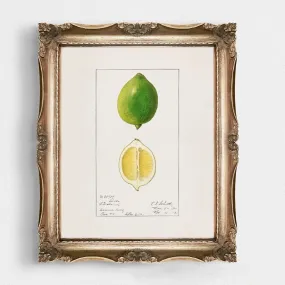 Lime Vintage Art