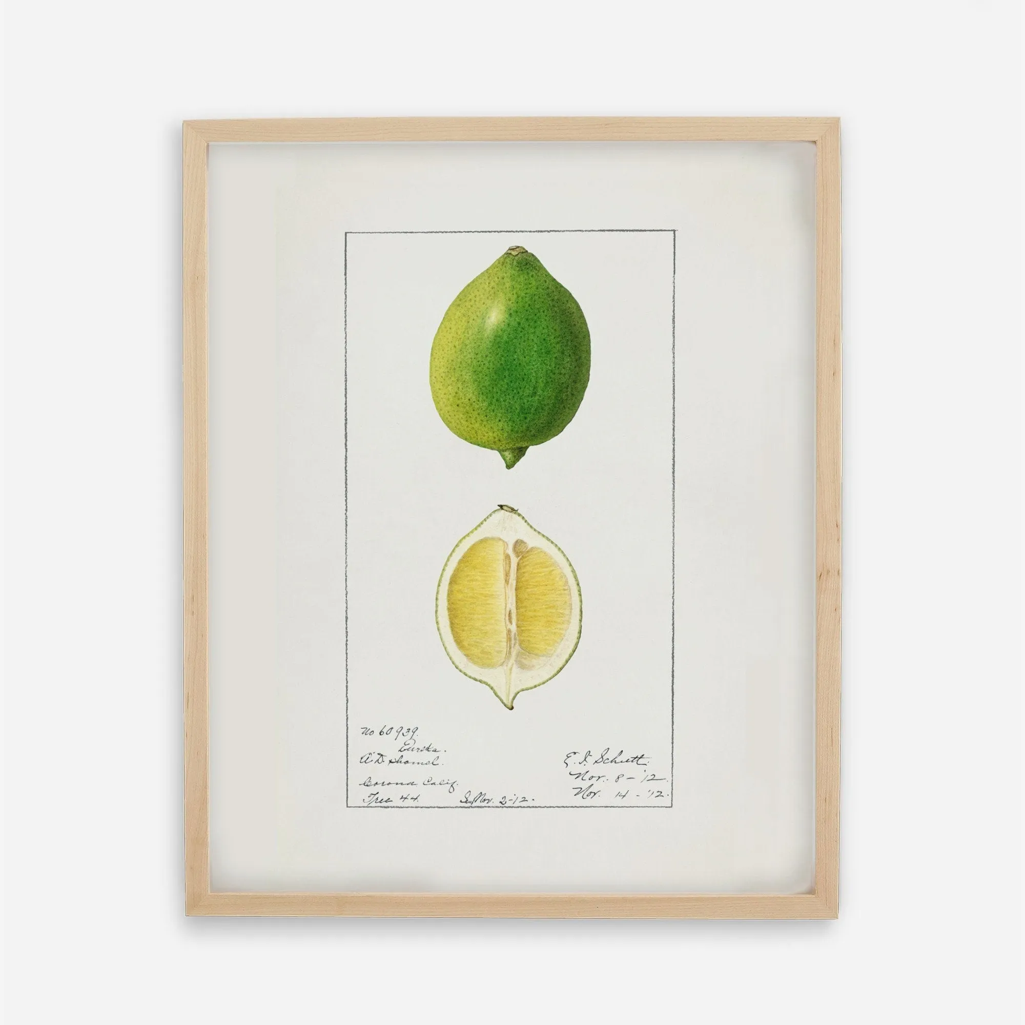 Lime Vintage Art