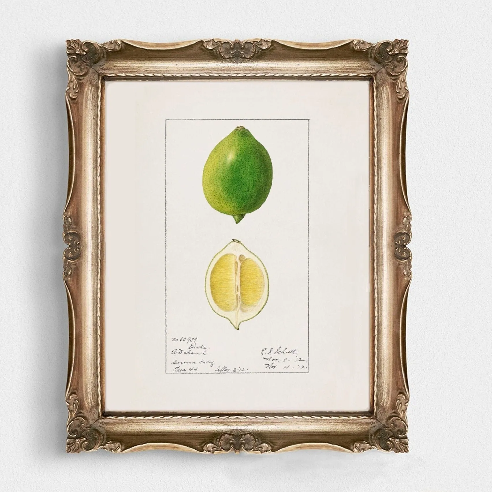 Lime Vintage Art
