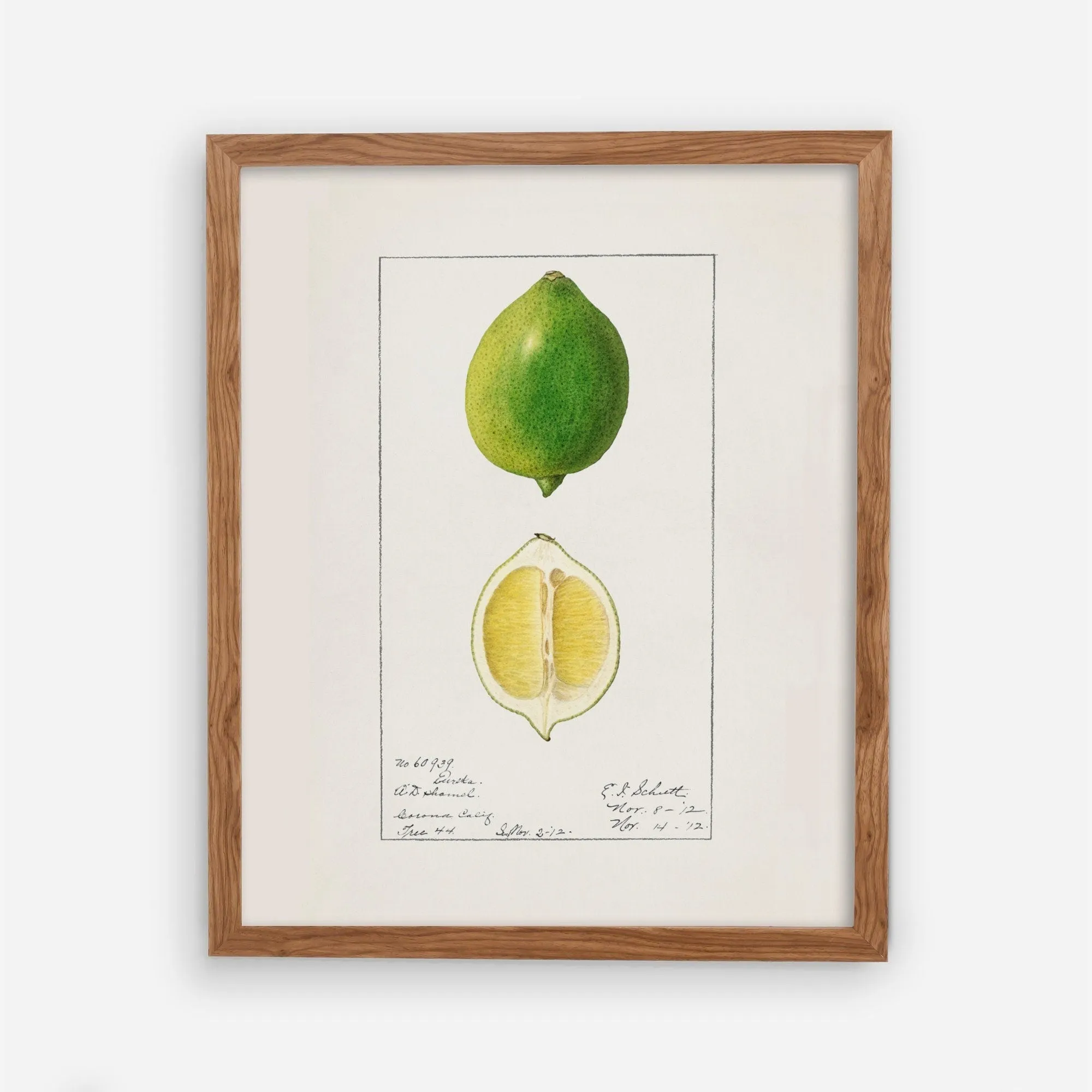 Lime Vintage Art